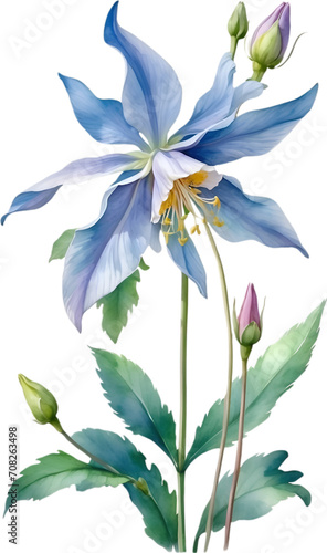 Watercolor painting of Columbine flower. photo