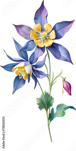 Watercolor painting of Columbine flower. photo