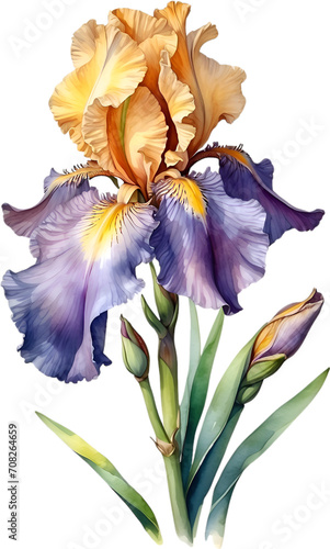 Watercolor painting of Bearded Iris flower.  photo