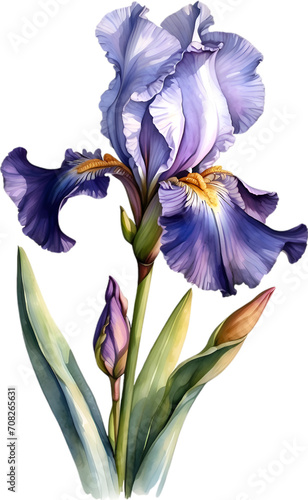 Watercolor painting of Bearded Iris flower.  photo