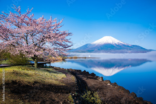 山中湖から逆さ富士と桜