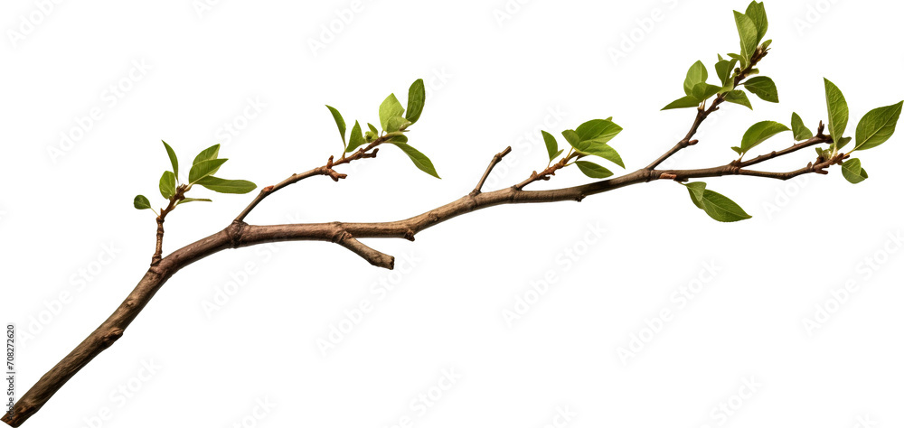 Tree branch isolated on transparent background. PNG Tree branch isolated on transparent background. PNG