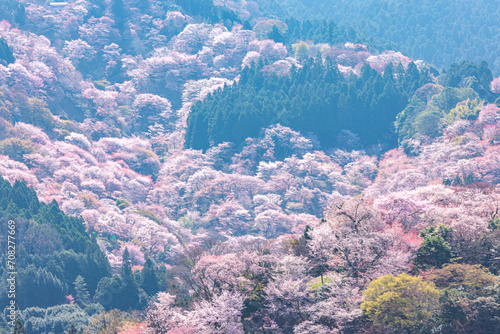奈良県吉野山　満開の桜風景　
