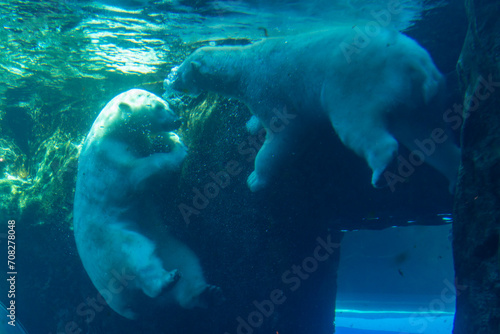 Polar bear in Assiniboine Park Zoo, Winnipeg, Canada