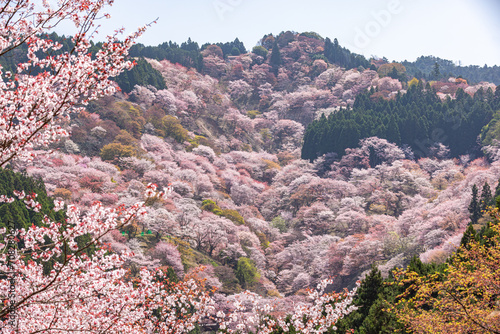 奈良県吉野山　満開の桜風景　
