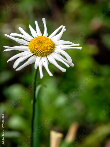 white chamomile flowers in the garden in the morning