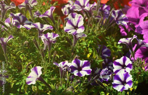 Flowerbed with multicoloured purple and violet petunias. Macro shot of beautiful colourful petunia (Petunia hybrida) flowers