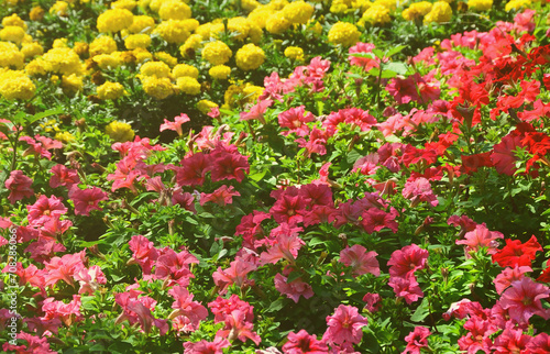 The texture of a large number of different colorful flowers planted in a flower bed
