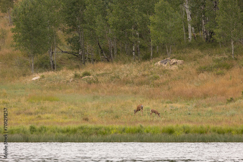 A mule deer doe and her young fawn graze quietly in soft evening light in a meadow beside a lake with aspen trees growing on the hillside behind them. 