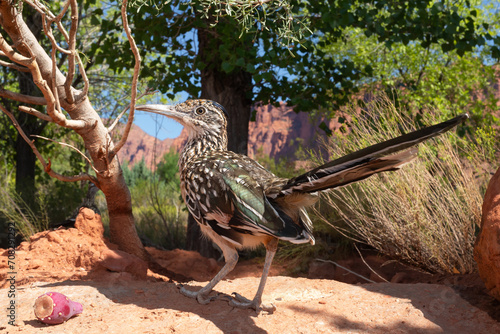 A roadrunner stands near a prickly pear cactus fruit with a cottonwood tree and red sandstone cliffs in the background on a sunny day in Southern Utah, USA. photo