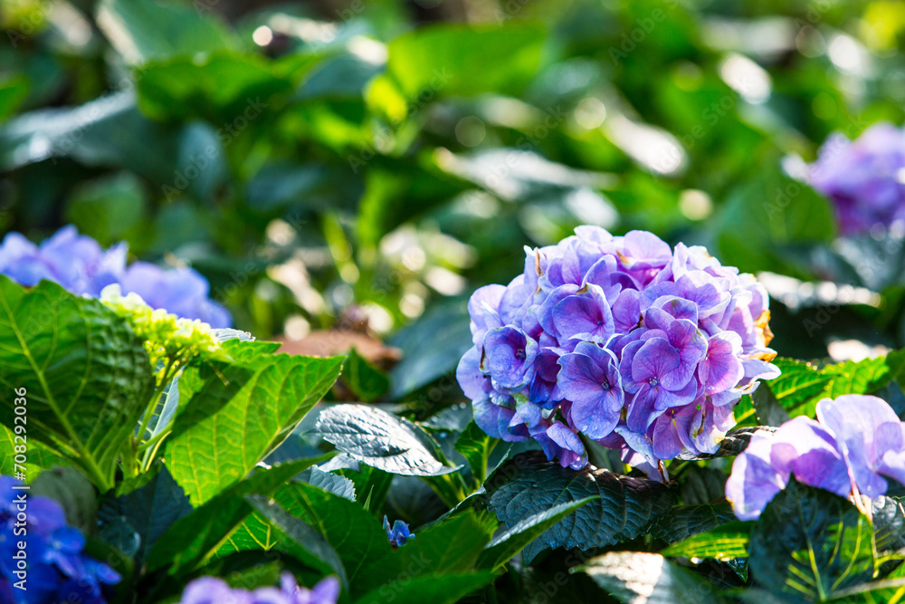Beautiful hydrangea flowers of different varieties and hues of pink and blue Beautiful hydrangea flowers of different varieties and hues of pink and blue