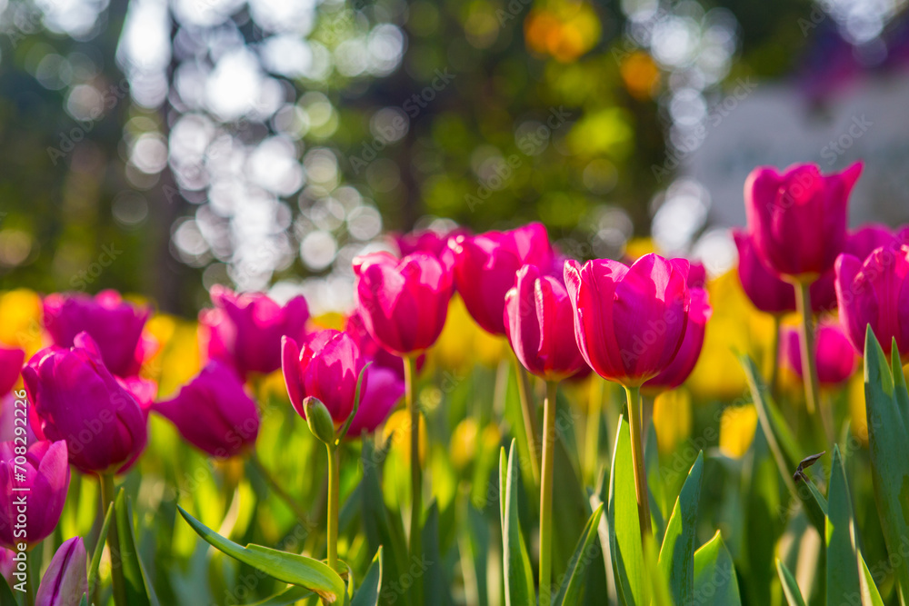 Endless rows of blooming pink tulips create a striking pattern in a dutch flower field Endless rows of blooming pink tulips create a striking pattern in a dutch flower field