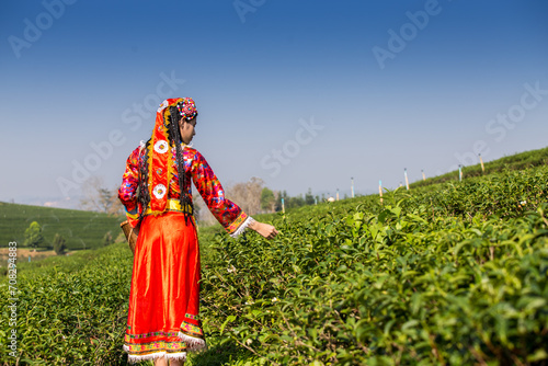 Women in local hill tribe holding young green tea leaves on hill in the evening with sunset ray 