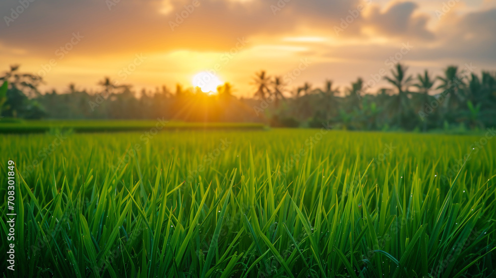 a closeup green rice field with sunset view