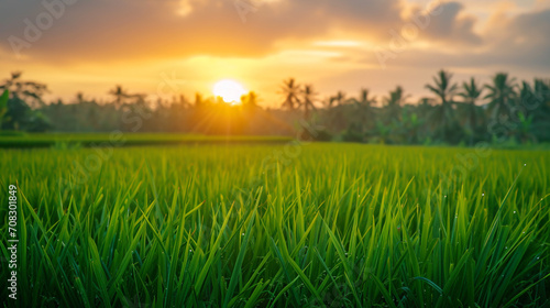 a closeup green rice field with sunset view © AB Design