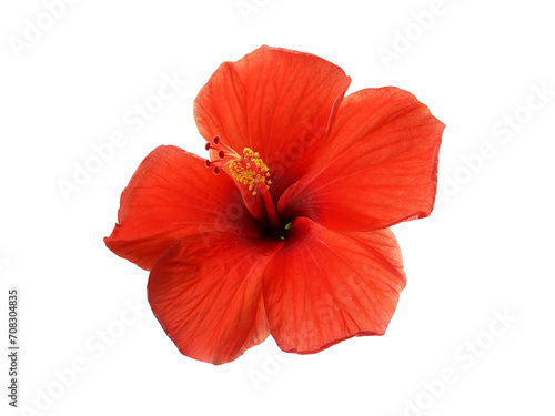 red hibiscus flower with yellow pollen isolated on transparent