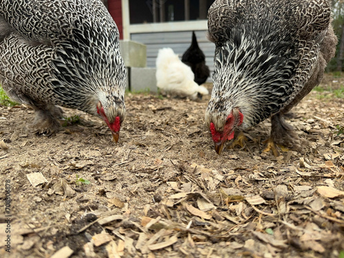 Closeup shot of free range, Dark Brahma Chicken hens pecking the ground for food and bugs on a small homestead on an overcast day