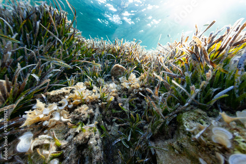 pinna nobilis nacra mediterranean plant oyster animal fauna flora posidonia marine sea floor bottom fish color sun ray photo