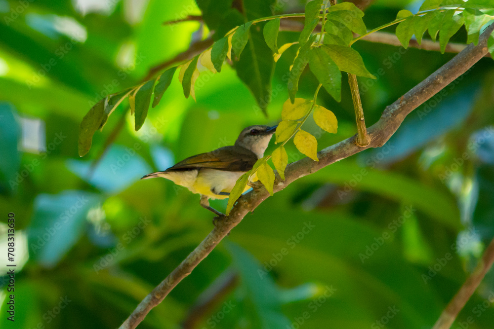 Fototapeta premium Purple rumped Sunbird