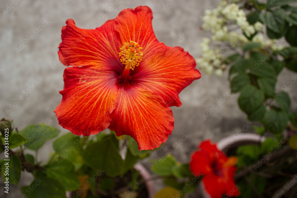 Red hibiscus with blurry green leaves background