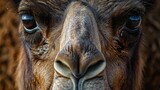 Detailed close-up of a camel's expressive eyes and face