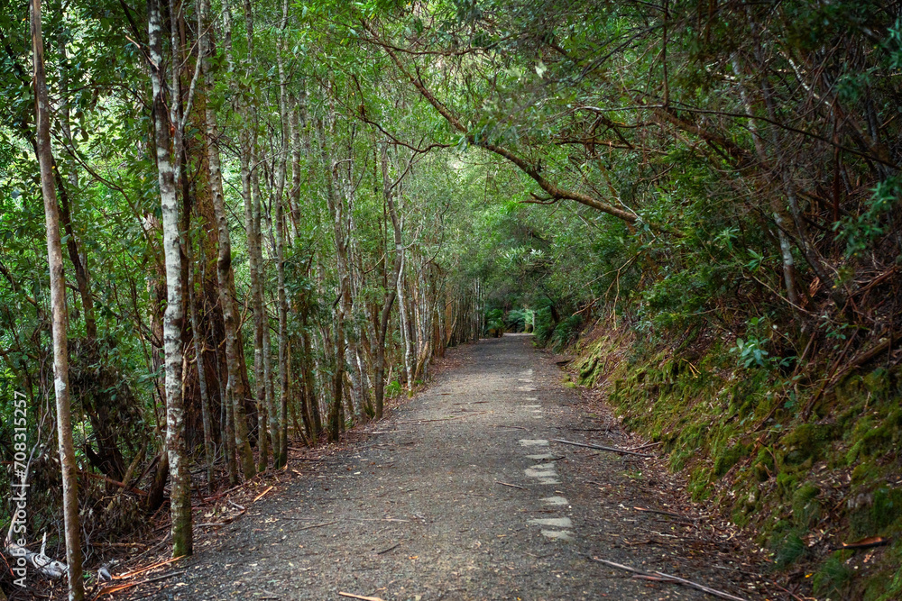 Fototapeta premium path in the woods