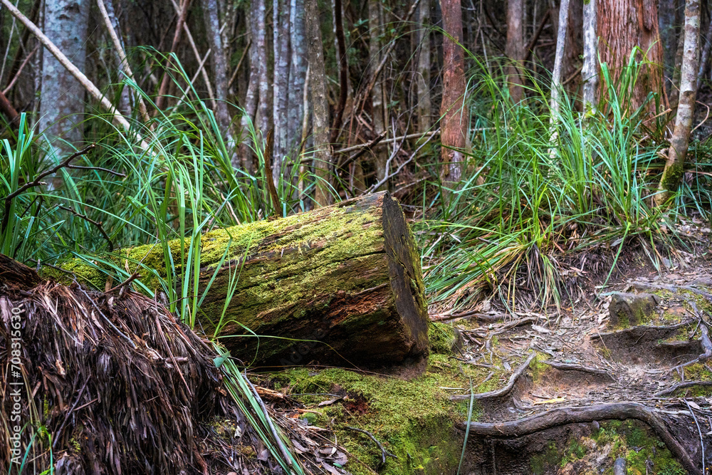 Fototapeta premium roots of a tree