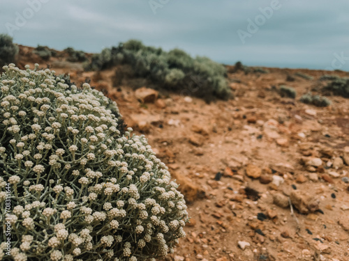 Plants in desert areas. Plants closeup Cape Bridgewater, Portland, Australia, VIC. The Petrified Forest ,Blowholes Road, Cape Bridgewater. Desert dry landscape photo