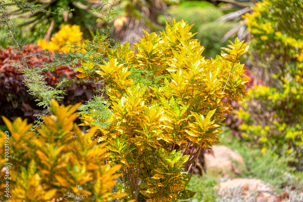 Croton plant that grows in Africa, decorative for garden and parks Croton plant that grows in Africa, decorative for garden and parks