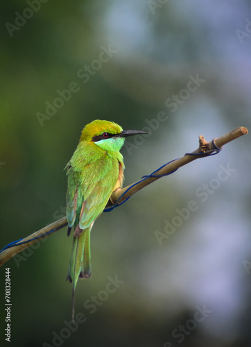 bee eater perched on branch.