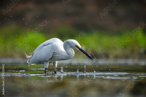 great egret is hunting for fish.