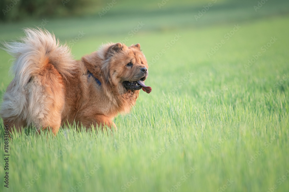 A beautiful purebred chow-chow dog on a walk in a summer park. A beautiful purebred chow-chow dog on a walk in a summer park.