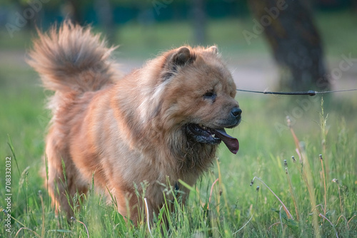 A beautiful purebred chow-chow dog on a walk in a summer park. © shymar27