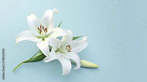 White lily flower on pale blue background.  © Teerasak