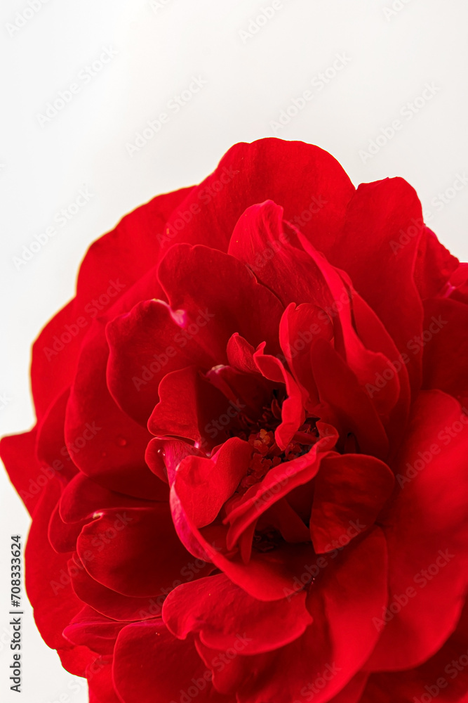 Naklejka premium fresh rose on the white background