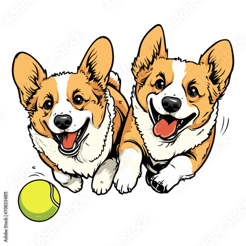Two corgis playfully chasing a tennis ball