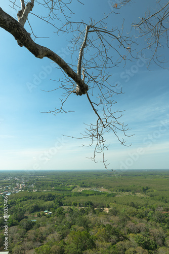 Branches and a landscape below that is a complete forest.