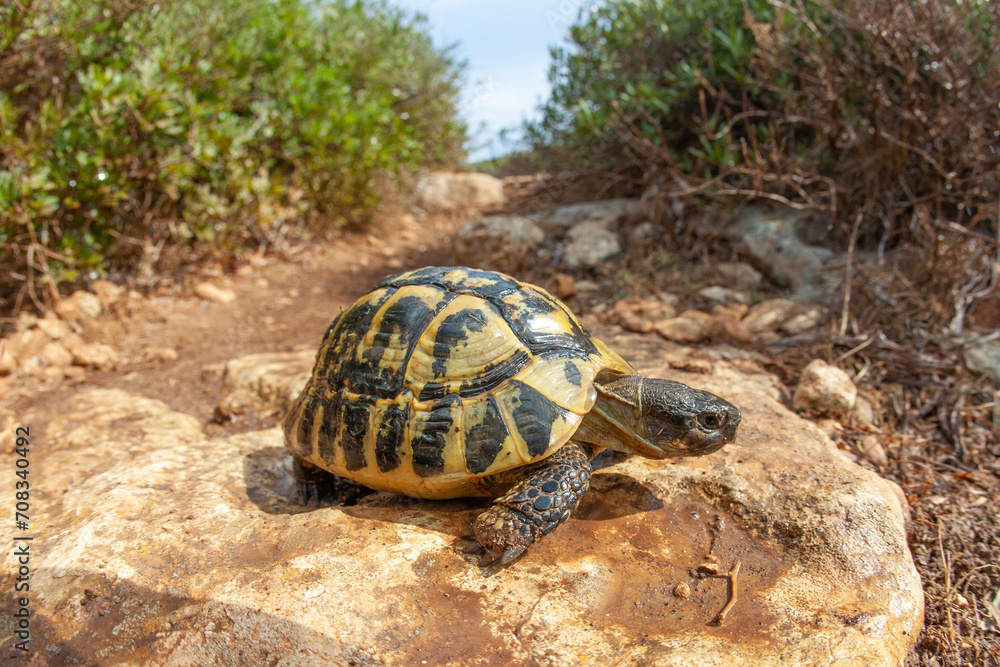 Obraz premium land turtle after rain drinking water near mediterranean sea Minorca island nature animal