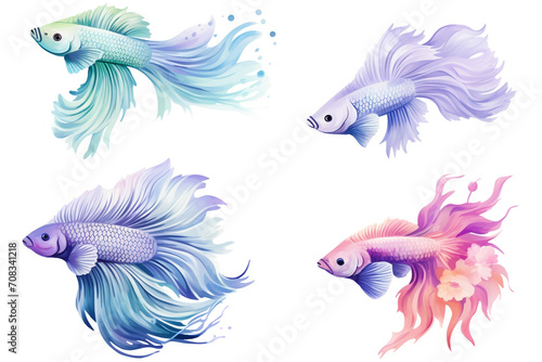 Set of watercolor paintings Betta fish on white background. 
