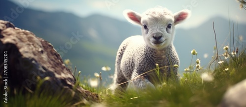 baby sheep exploring environment