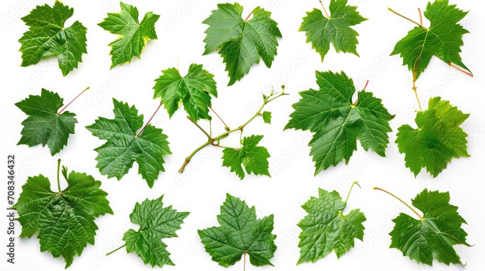 Grape leaf isolated. Young grape leaves with branch and tendrils on white background. Grape leaf collection on white. Full depth of field. - obrazy, fototapety, plakaty 