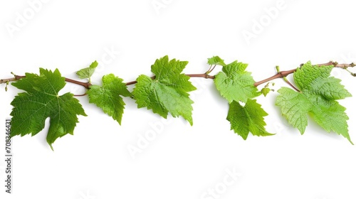 Grape leaf isolated. Young grape leaves with branch and tendrils on white background. Grape leaf collection on white. Full depth of field.