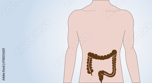 Icon of intestine in human body. Isolated male silhouette. Digestive system concept. Examination of internal organs. Anatomical poster. Medical banner flat vector illustration for clinic or education