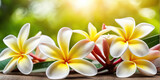 Beautiful frangipani flowers on sunny tropical nature background
