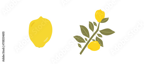 Vector set with citruses.
Lemons in flat style, lemon branch with fruits. Vitamin C, freshness. Collection on a white background. For print or web.
