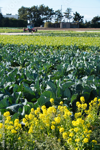 神奈川県三浦の野菜畑