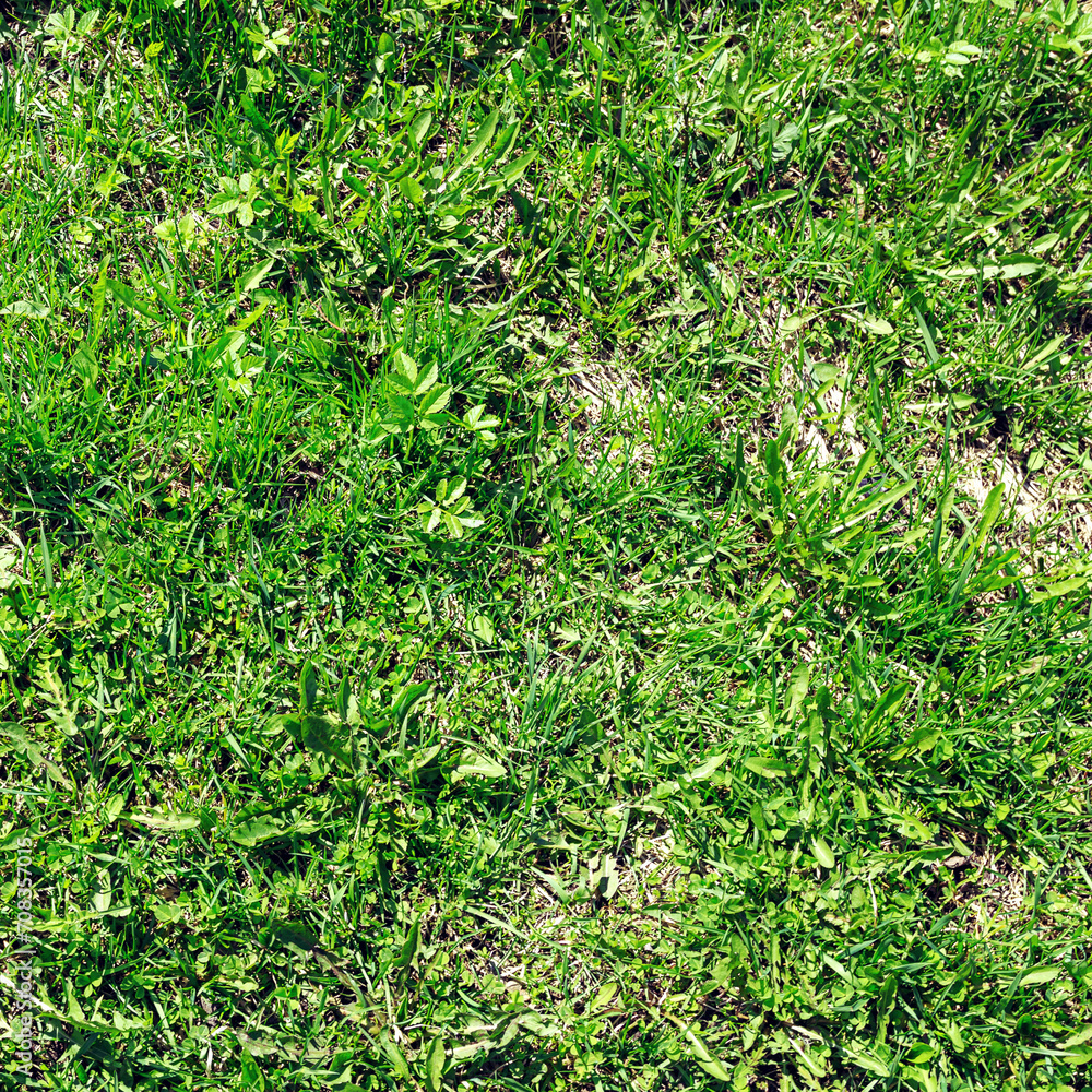 background texture, green weed, first shoots of the year background texture, green weed, first shoots of the year