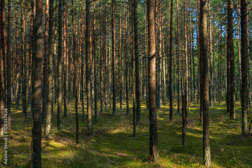 Fototapeta premium Curonian Spit's Dancing Forest, with its twisting pines creating a mystical pathway, bathed in the soft light of a serene day