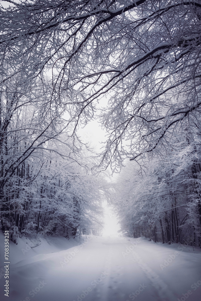 Obraz premium Beautiful tree scenery
