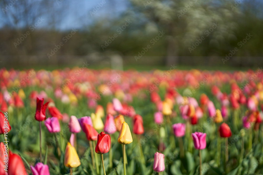 Tulip field on a sunny day. Easter flowers in a field. Beautiful bokeh. Tulip field on a sunny day. Easter flowers in a field. Beautiful bokeh.